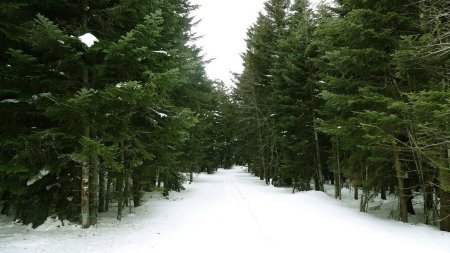 Dans le Bois de Panère.