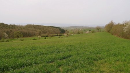 Brève sortie du bois.