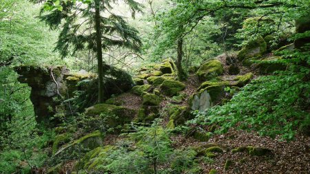 Forêt du Battert.