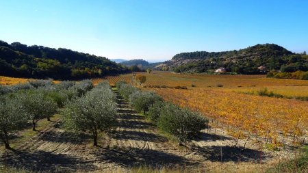 Vignes et oliviers