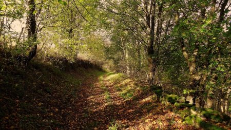 Forêt à la sortie du bourg.