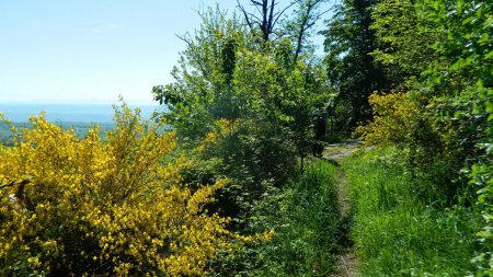 Les genêts sont en fleur