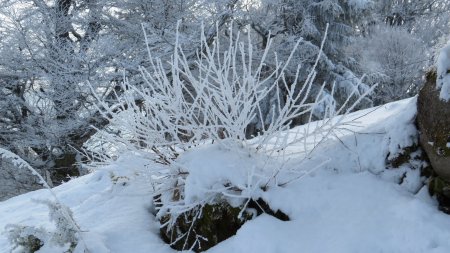 Magie de la nature en hiver !