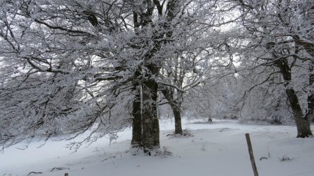 Beauté des arbres aux branches dénudées, dans la blancheur hivernale.