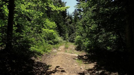 Dans le Bois de l’Hôpital.