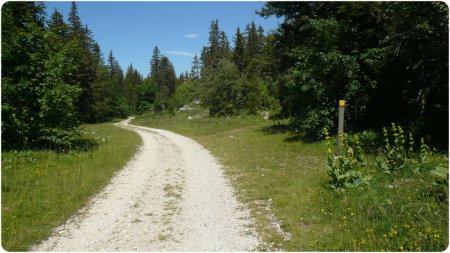 Droit sur la Route Forestière de Combau.