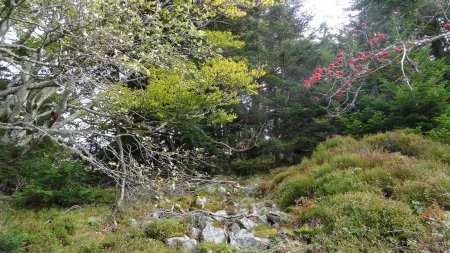 Franchir le rideau d’arbres.