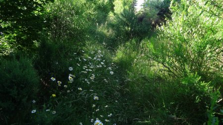 Sentier envahi par la végétation.