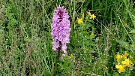 Orchis tacheté