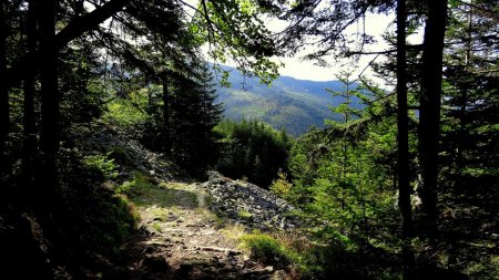 Trouée dans la forêt.