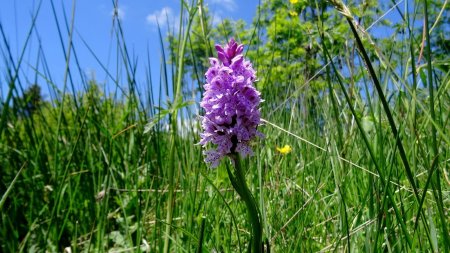 Orchis maculata.