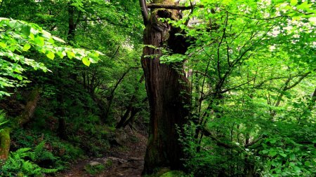 Dans les gorges