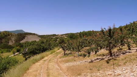 Arrivée dans les vergers de Tarendol.