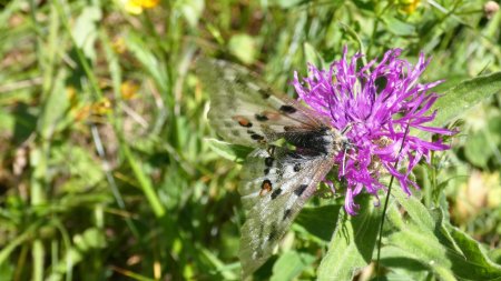 Apollon sur centaurée scabieuse