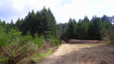 Plate-forme de retournement de la piste d’exploitation forestière.