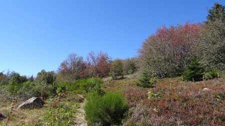 Sortie de la forêt.