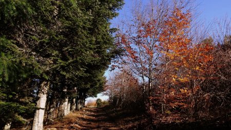 Quelques feuilles sur ce hêtre.