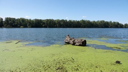 Étang nord de Prépieux