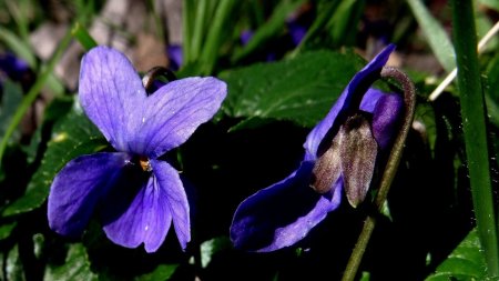 Violette des chiens