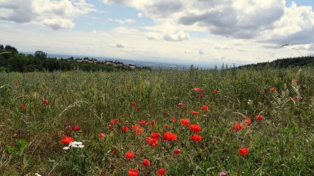 Coquelicots et horizon penché...