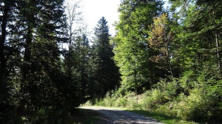 Piste forestière.