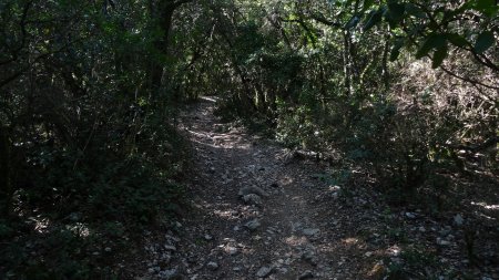 Dans la Garrigue.