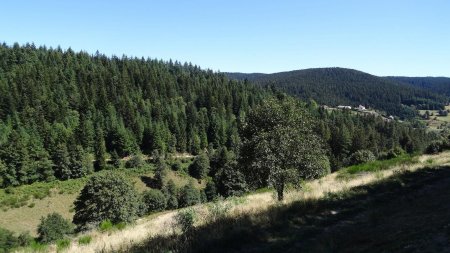 Vers la grande Forêt de Taillard.