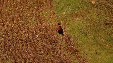 Joli faisan, soit plus prudent quand arriverons les «killers»