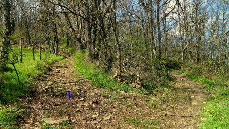 Dans le bois de Derrière l’Inde