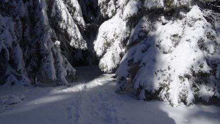 Entrée en forêt.