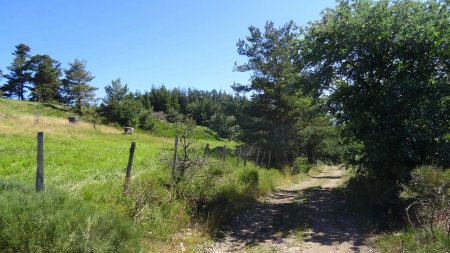 Avant la forêt.