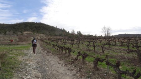 Vignoble à la sortie de Sauveplantade.