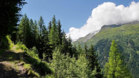 Quelques vues dégagées sur ce sentier forestier.