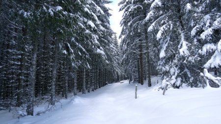 Traversée de la forêt.