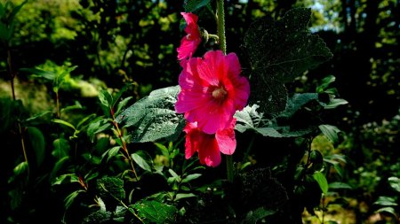 Rose trèmière évadée d’un jardin