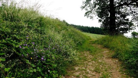 Dans la région, c’est une bonne année pour la campanule étalée