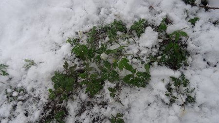 Il y a des petites fleurs sous la neige.