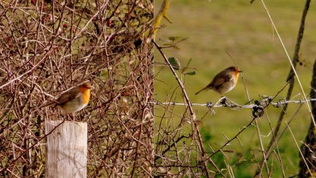 Rouge-gorge familier.