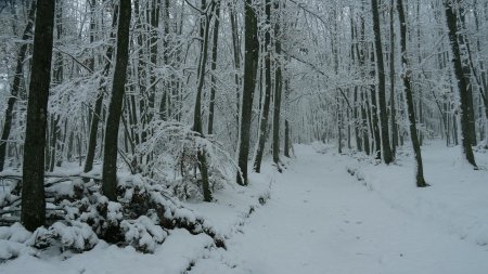 Bois de Crévarot.