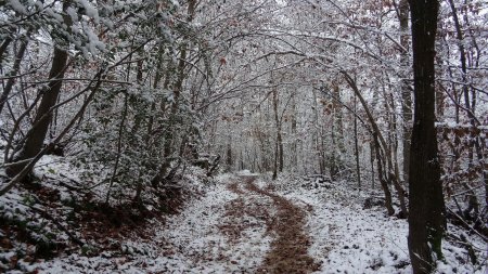 Chemin boueux dans le Bois de Monichard.