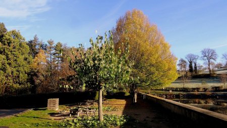 Il a gelé fortement, le murier platane va perdre toutes ses feuilles en quelques heures