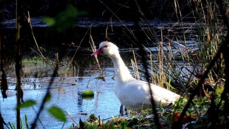 Canard domestique