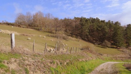 Pas de loups, viendra-t-il ?