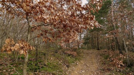 L’automne se termine, les couleurs se ternissent.