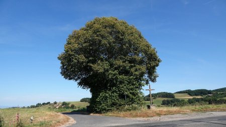 Le tilleul en partie taillé de la Croix Bicoury