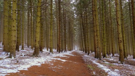 Descente dans la forêt.