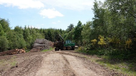 Monstre dévoreur d’arbres