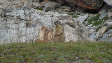 Une marmotte en alerte