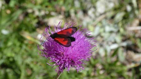 Zygène Purpuralis sur Cirse