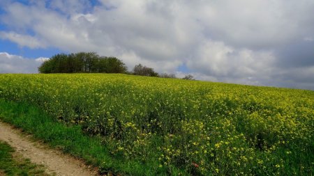 Colza au Grand Mont